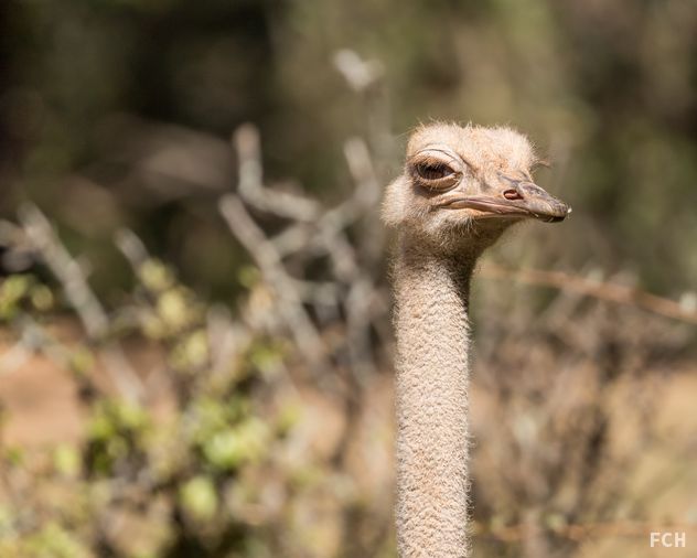 Ostrich