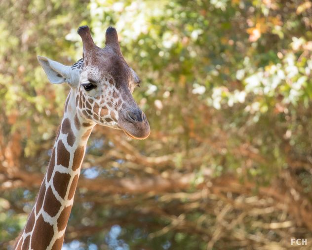 Smiling Giraffe