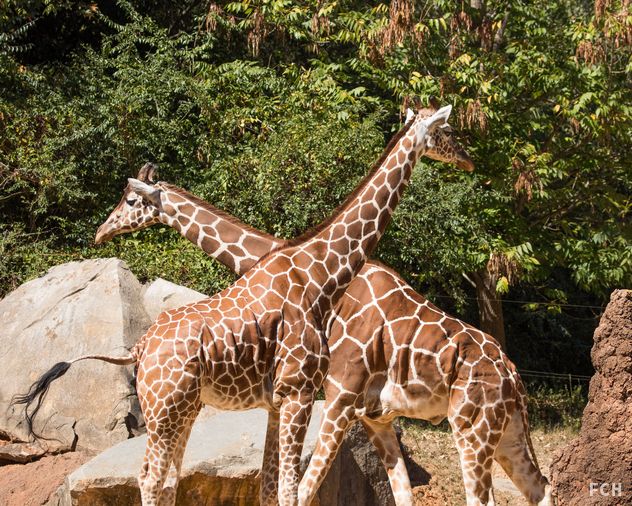 Giraffe Crossing