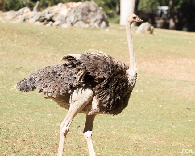 Ostrich Full