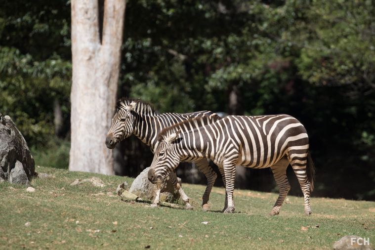 Zebra