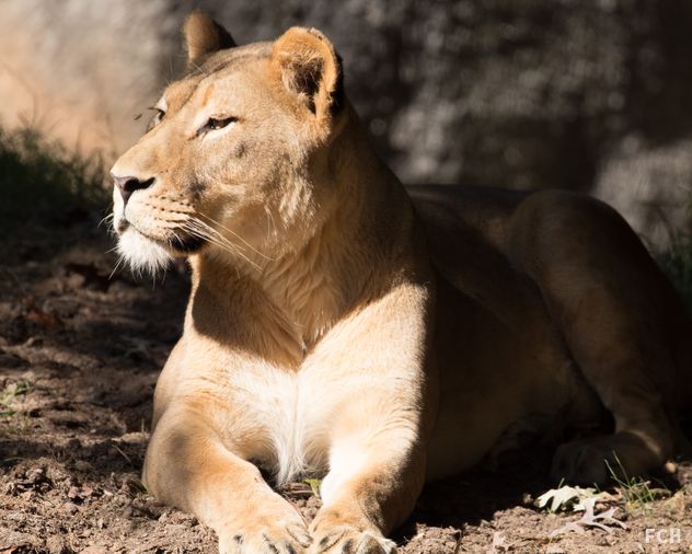 Lazy Lioness