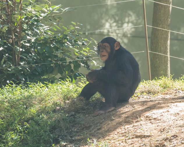 Sitting Chimpanzee