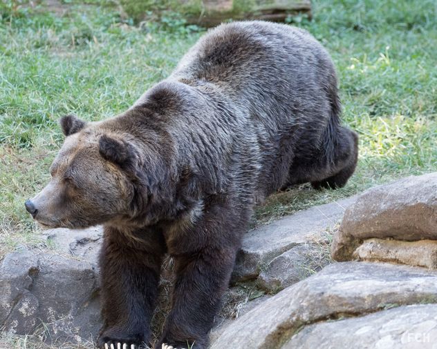 Grizzly Bear Stretching