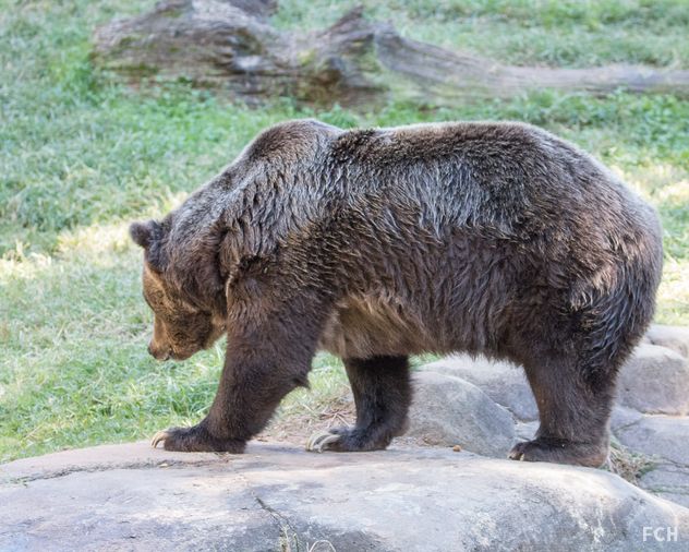 Grizzly Bear Walking 