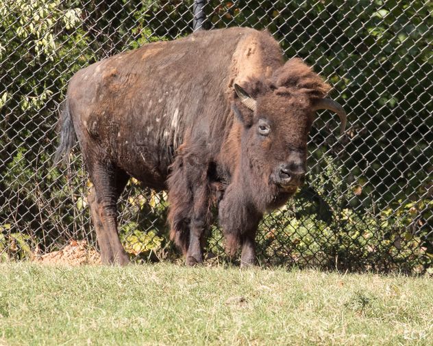 Bison 1