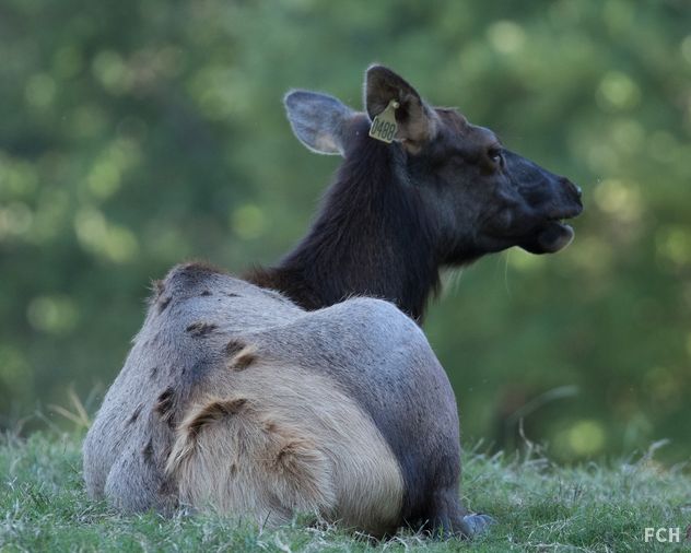 Elk Call