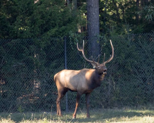 Elk Sitting