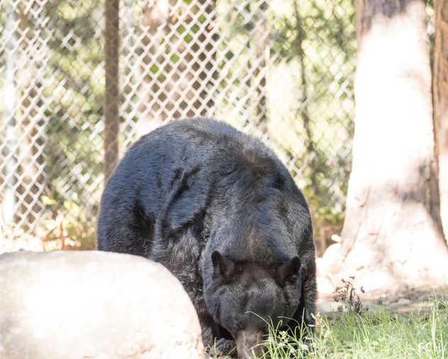 Black Bear Dinner